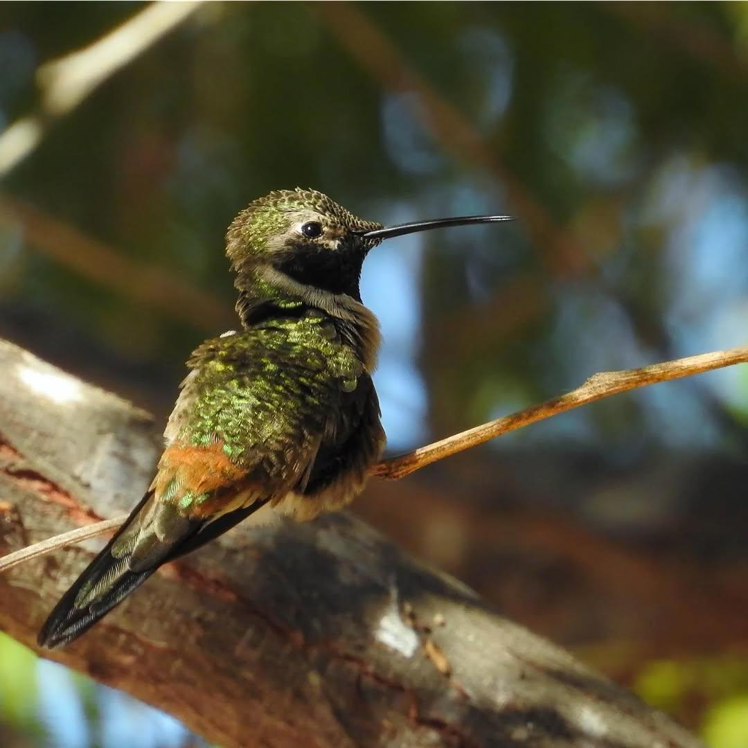 Enfokarte Chile - Colibrí