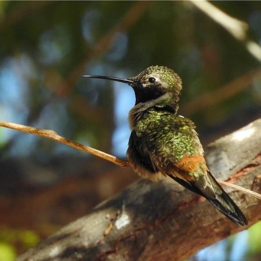 Hummingbird !!!
